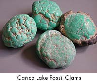 Carico Lake Fossil Clams